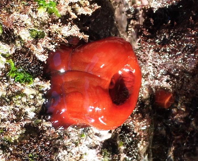 Actinia schmidti